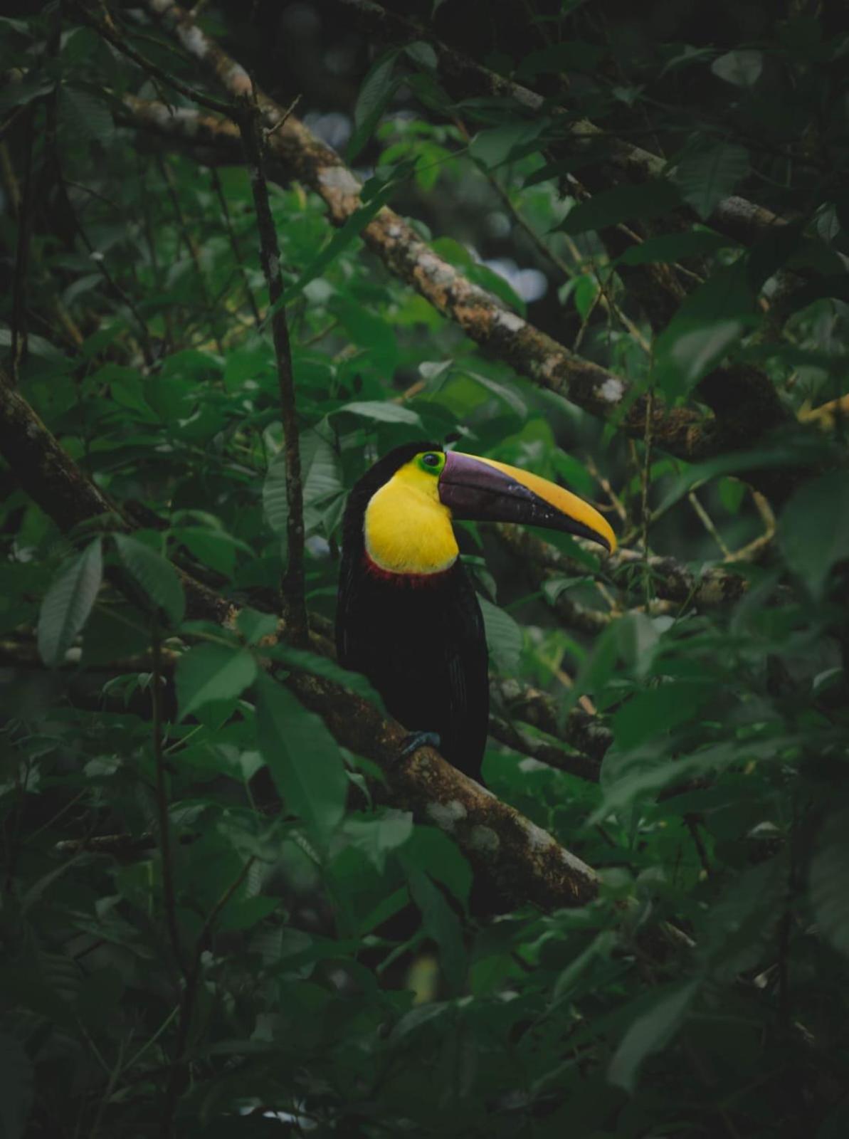Yarumo Lodge, Rio Celeste Black Chalets Bijagua Ngoại thất bức ảnh